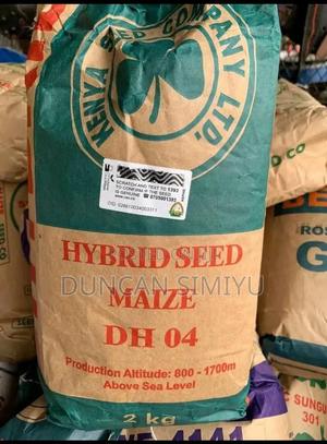 Hybrid Maize Seedlings - main view