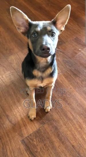 6-12 months Female Mixed Breed German Shepherd - thumbnail 2