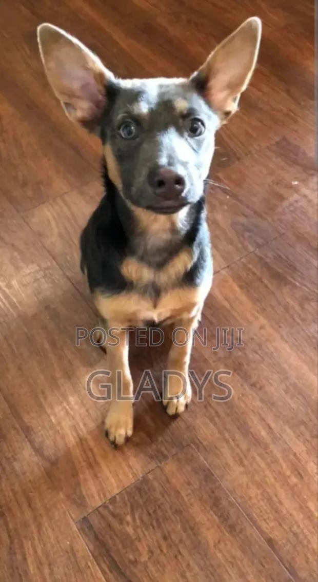 6-12 months Female Mixed Breed German Shepherd - main view