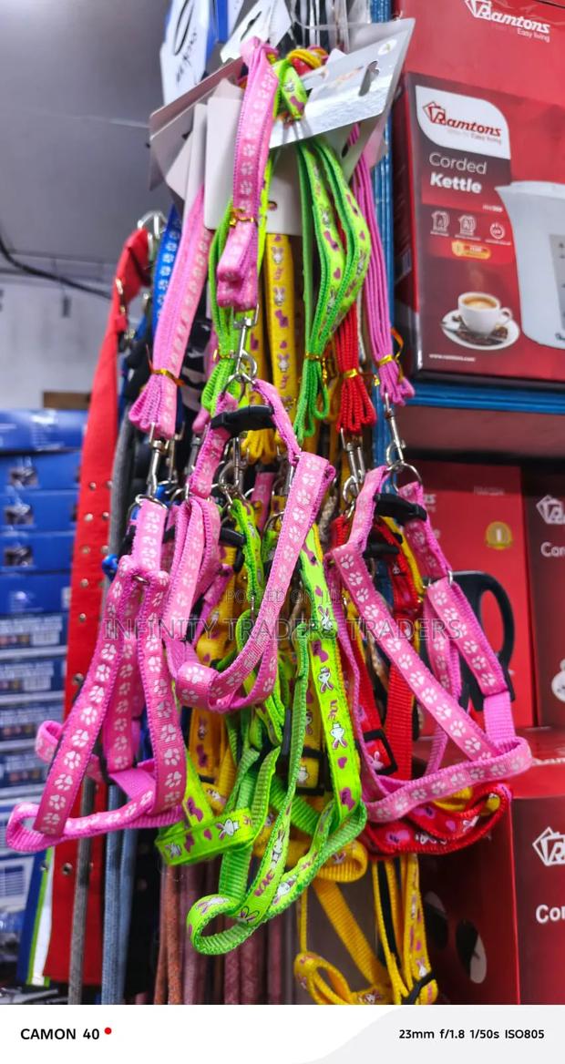 Puppy/ Chiwaea Dog Lease - main view