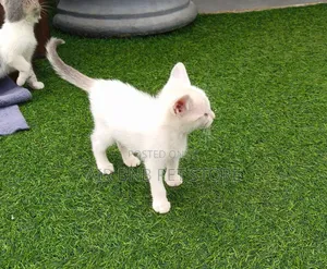 1-3 months Female Purebred American Wirehair