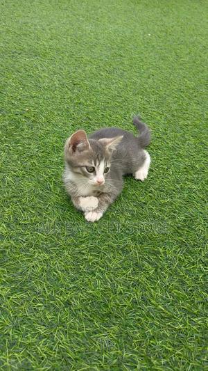 1-3 months Male Purebred American Shorthair