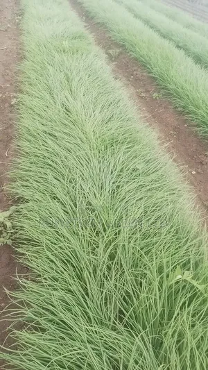 Neptune F1 Onion