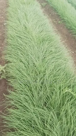 Neptune F1 Onion
