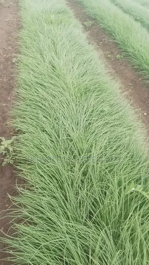Neptune F1 Onion