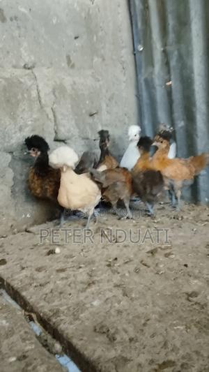 Polish Bantams - thumbnail 2