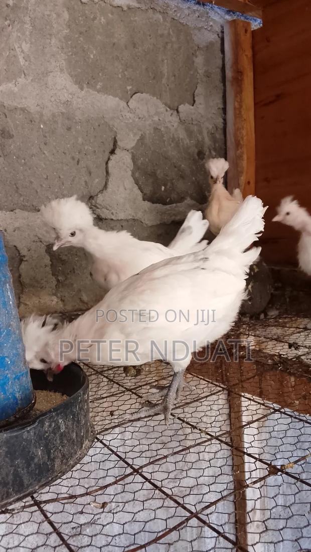 Polish Bantams - thumbnail 3