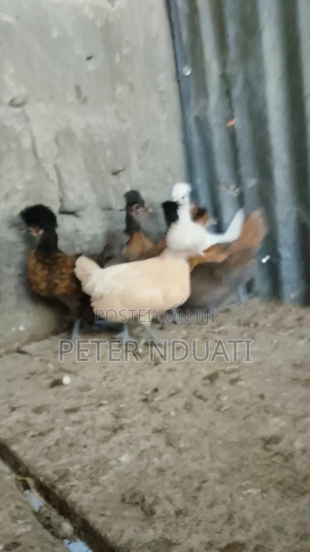 Polish Bantams - thumbnail 4