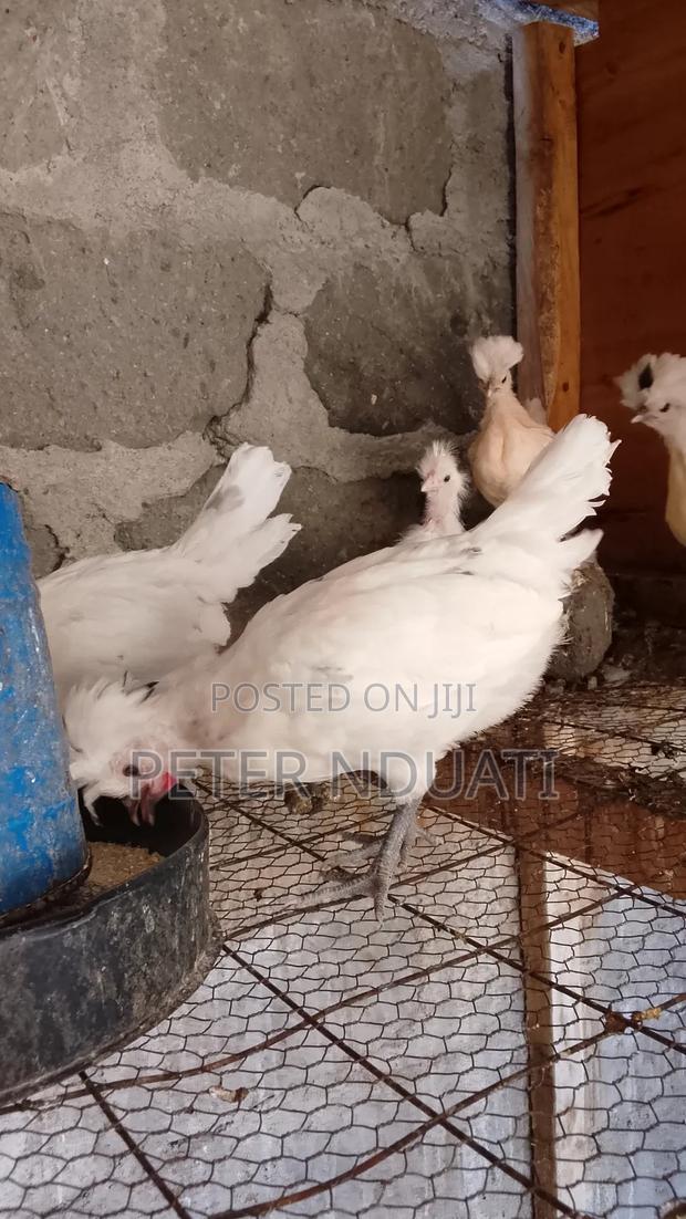 Polish Bantams - thumbnail 5