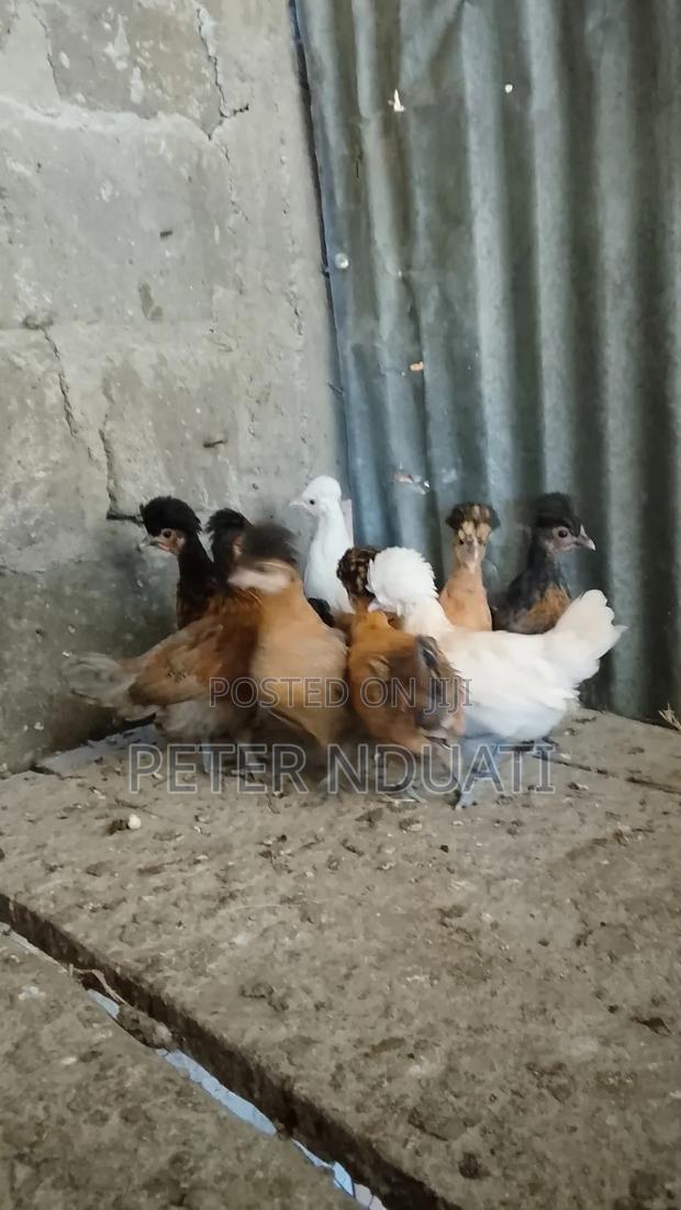 Polish Bantams - thumbnail 6