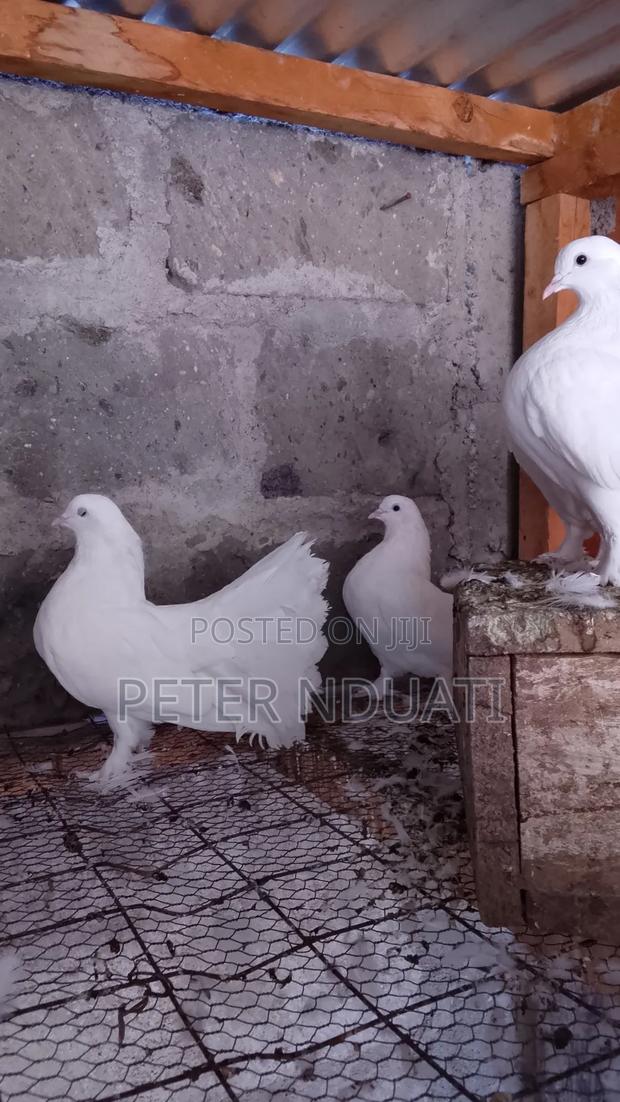 Funtail Pigeons - main view