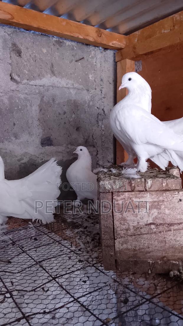 Funtail Pigeons - thumbnail 3