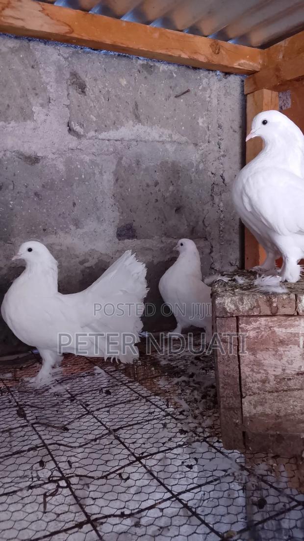 Funtail Pigeons - thumbnail 4