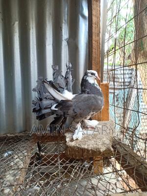 Female Fantail - thumbnail 2