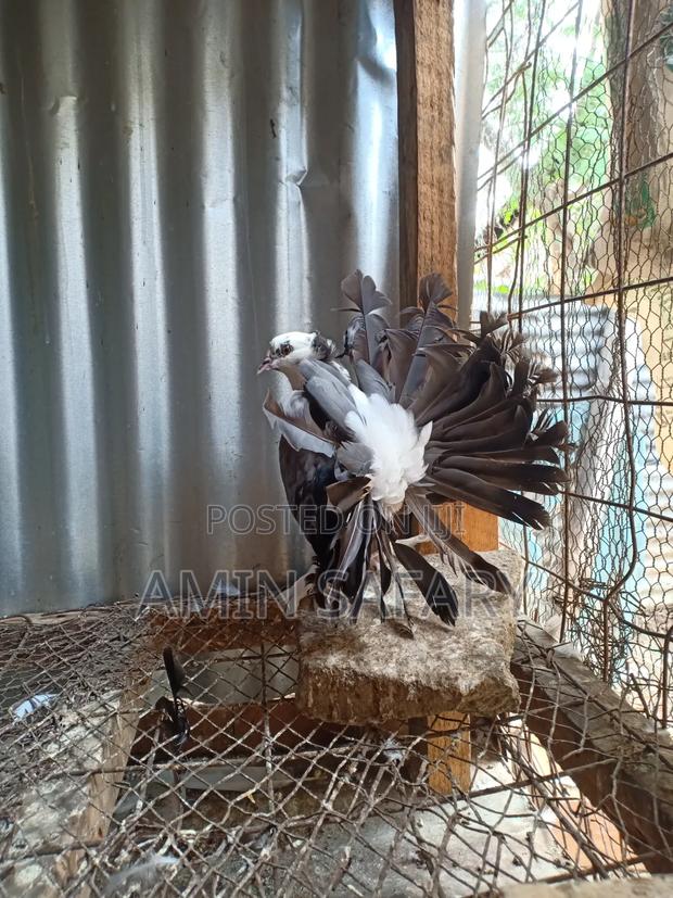 Female Fantail - thumbnail 3