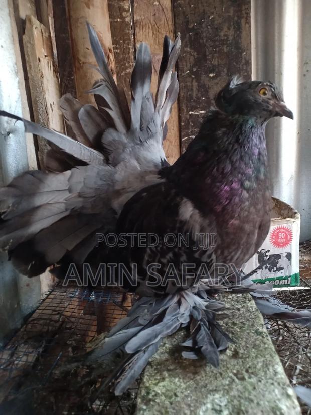 Female Fantail - thumbnail 4