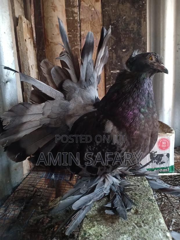 Female Fantail - thumbnail 5