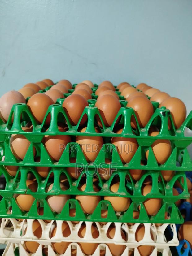 Layers Eggs - thumbnail 2