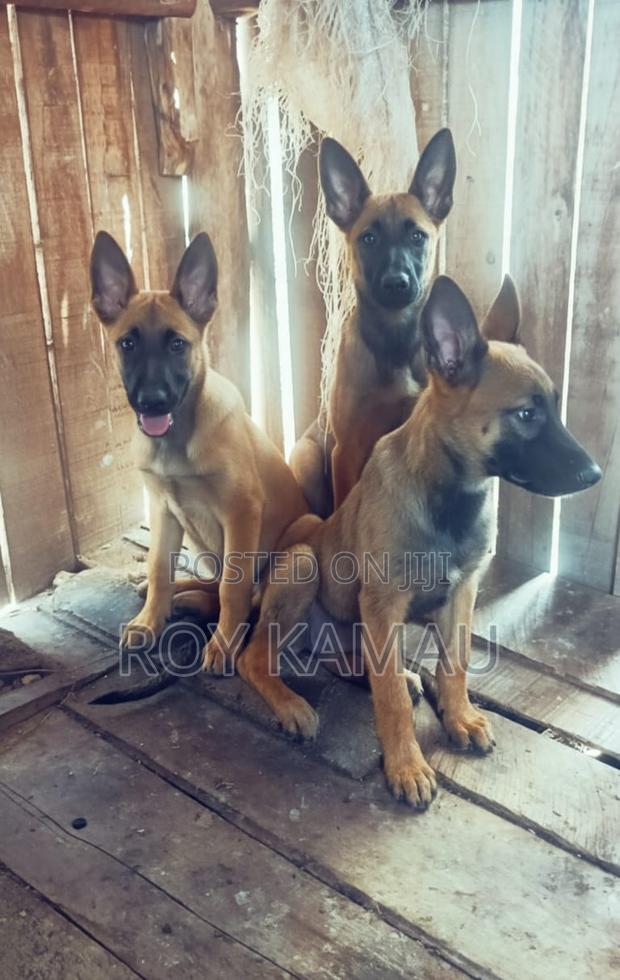 3-6 months Female Purebred Belgian Malinois