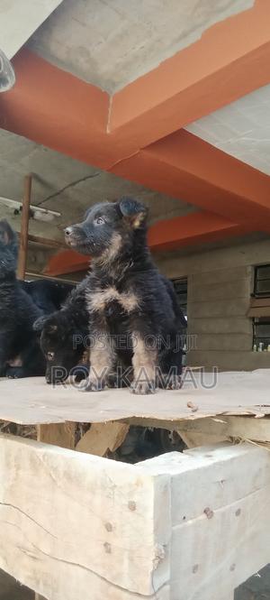 3-6 months Female Purebred German Shepherd - thumbnail 2