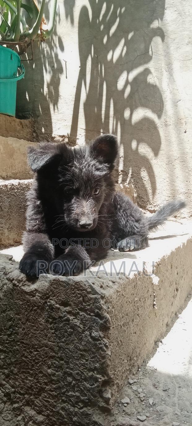 3-6 months Female Purebred German Shepherd - thumbnail 3