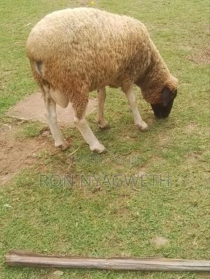 Pure Dorper Ram for Sale in Kiumu - thumbnail 2