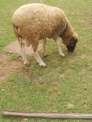 Pure Dorper Ram for Sale in Kisumu