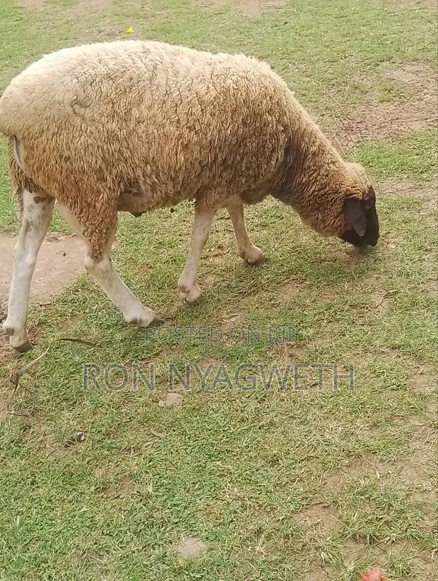 Pure Dorper Ram for Sale in Kiumu - thumbnail 3