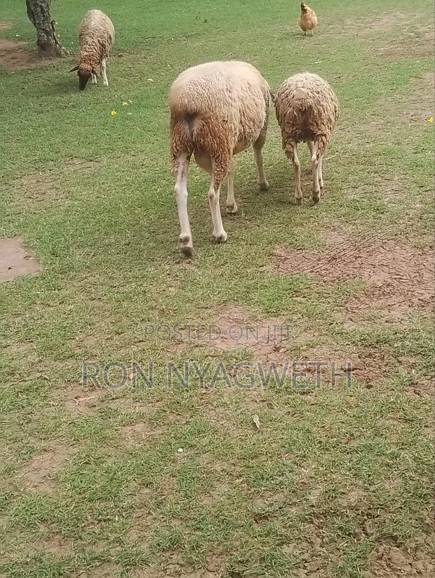 Pure Dorper Ram for Sale in Kiumu - thumbnail 4