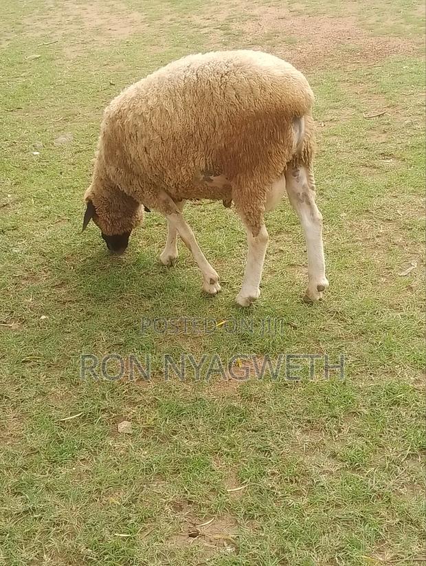 Pure Dorper Ram for Sale in Kiumu - thumbnail 5