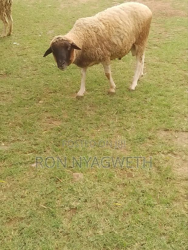 Pure Dorper Ram for Sale in Kiumu - thumbnail 6