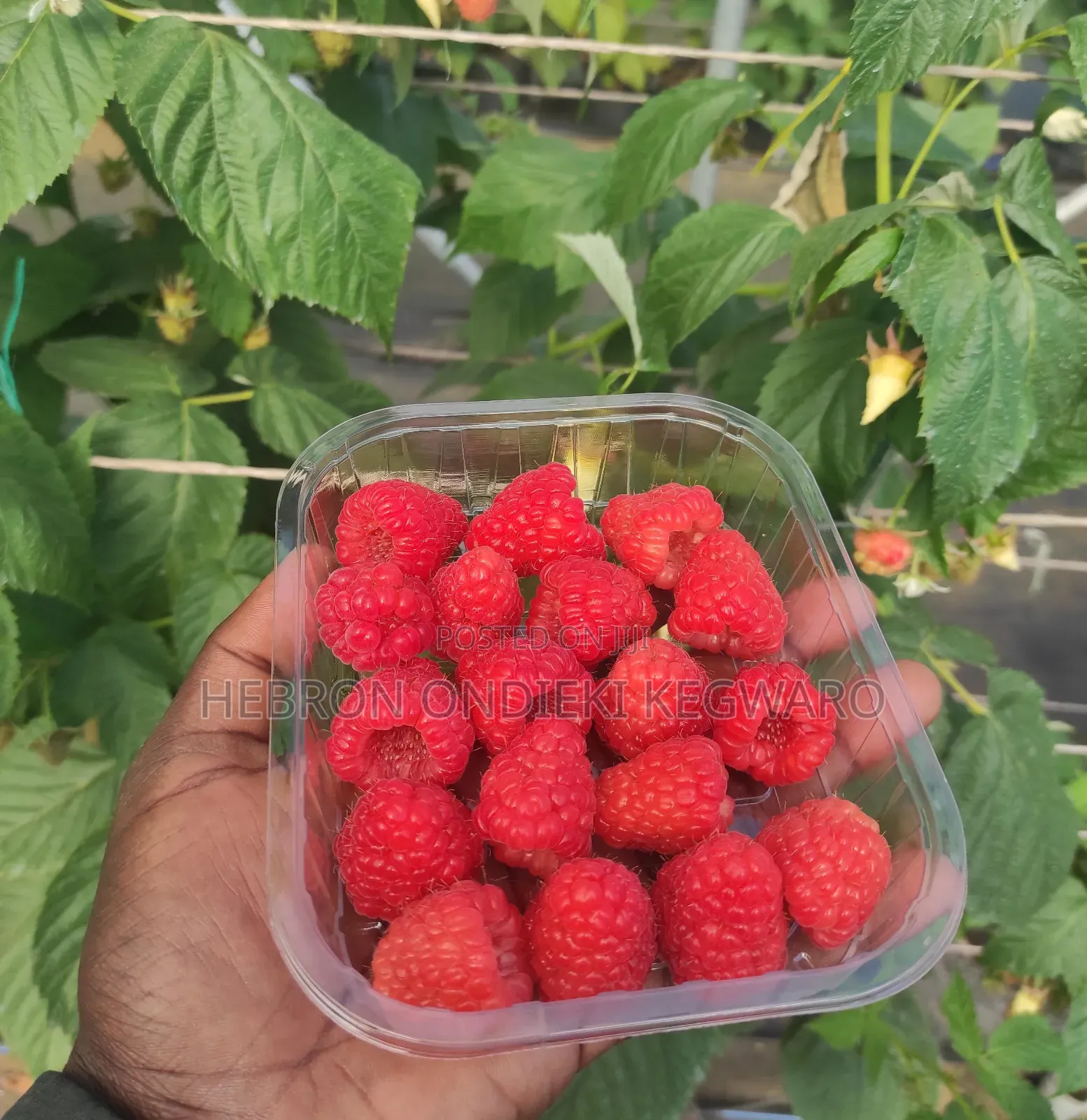 Raspberries