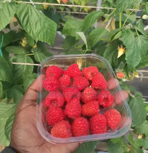 Raspberries