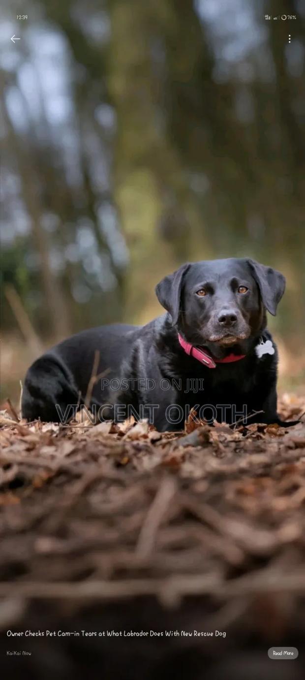 3-6 months Male Mixed Breed Akita - main view