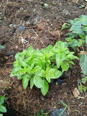Fresh Basil Seedlings - main view