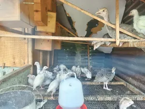Kanga Keets