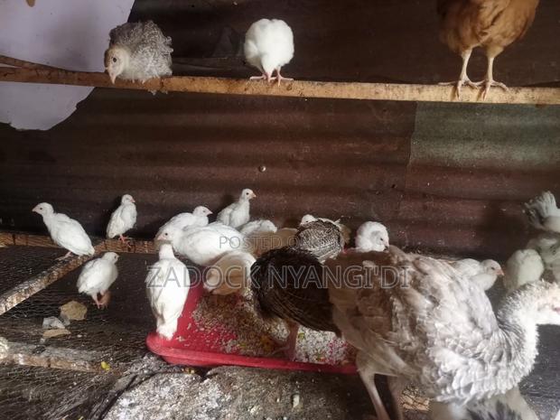 Kanga Keets - thumbnail 3