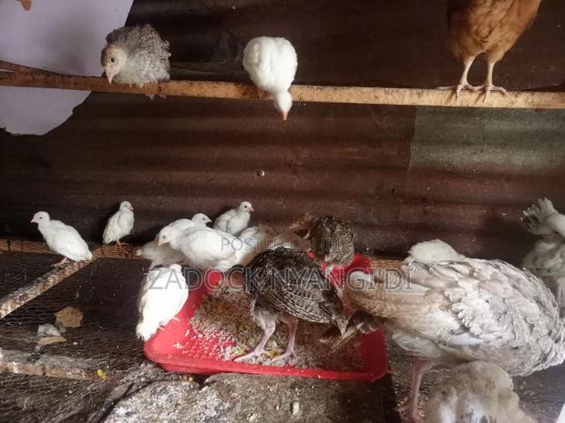 Kanga Keets - thumbnail 4