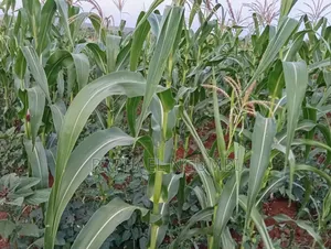 4 Acres at Machakos Katangi Kyua Along Kitui Road