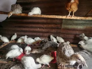 Kanga Keets