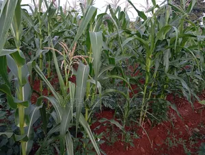 4 Acres at Machakos Katangi Kyua Along Kitui Road