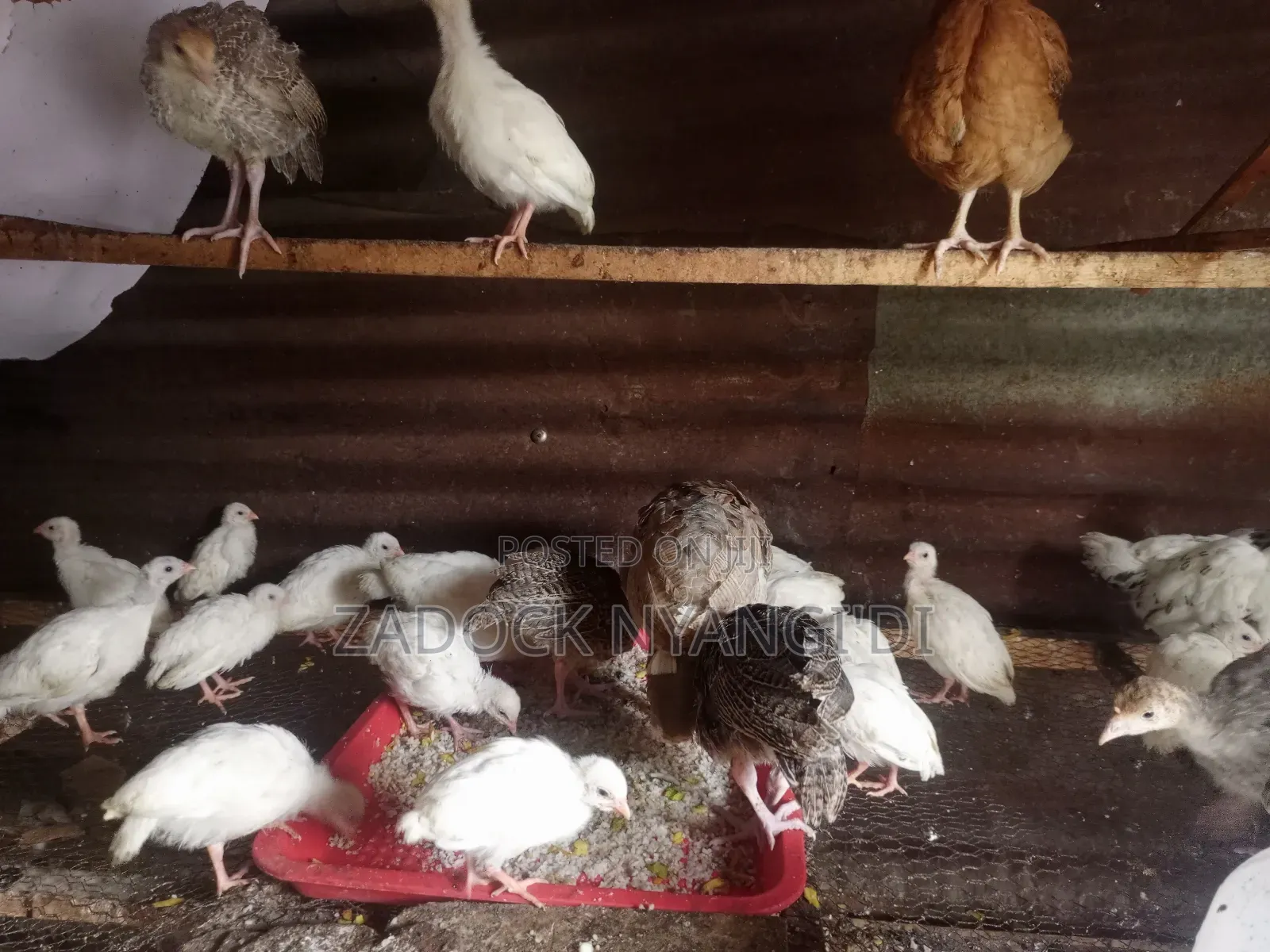 Kanga Keets