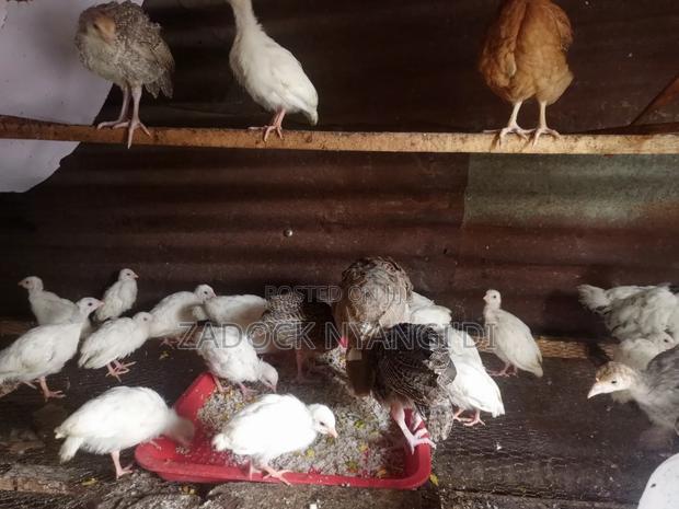 Kanga Keets - thumbnail 6