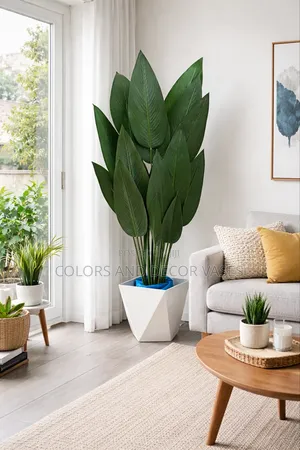 Banana Plant Birds of Paradise KSH 6,500 Offer Price