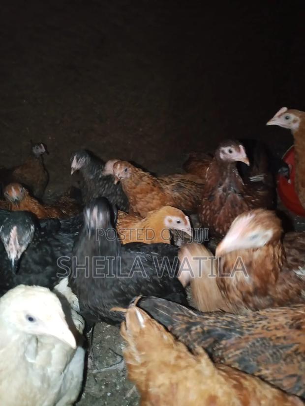 Improved Kienyeji Chicken - main view