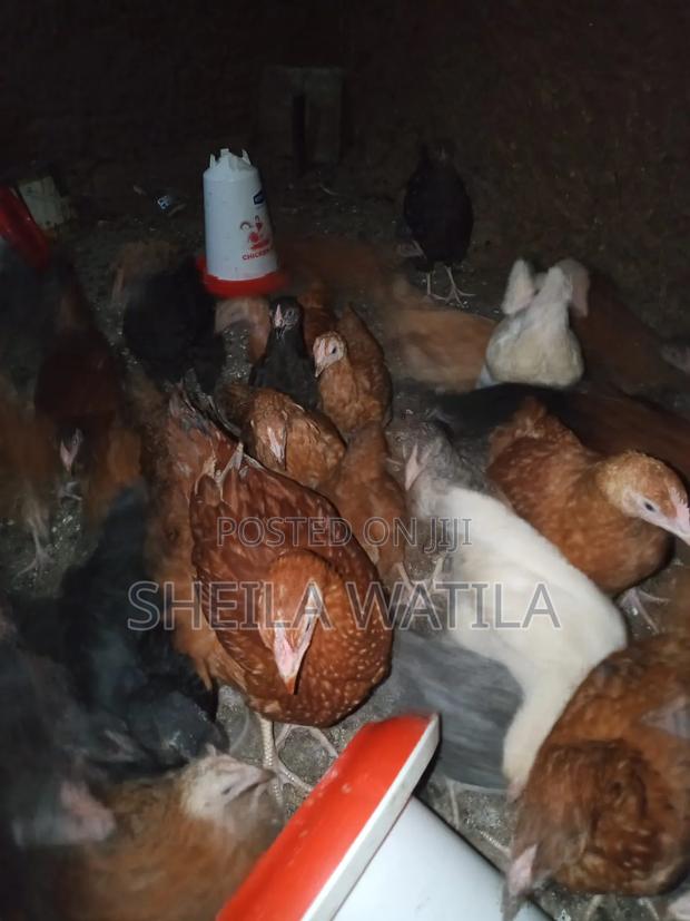 Improved Kienyeji Chicken - thumbnail 2