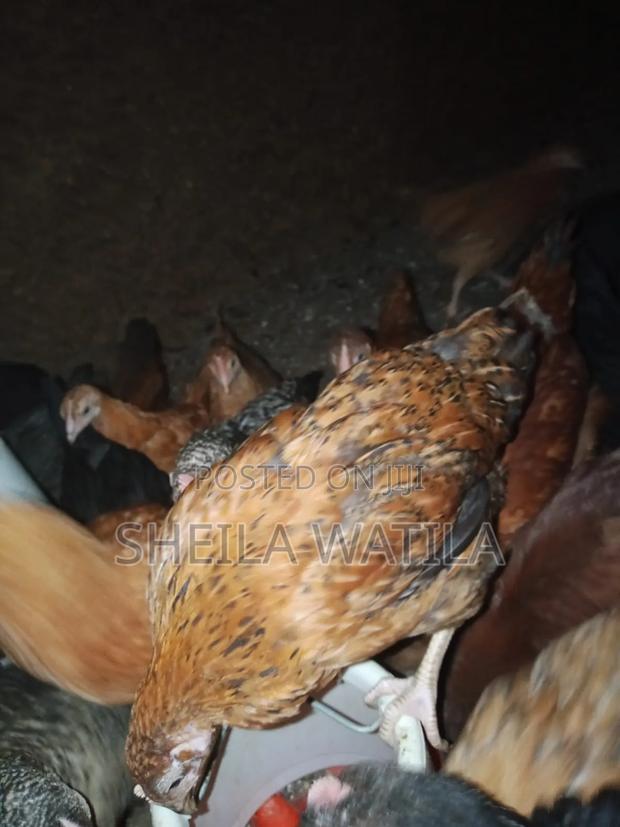Improved Kienyeji Chicken - thumbnail 3