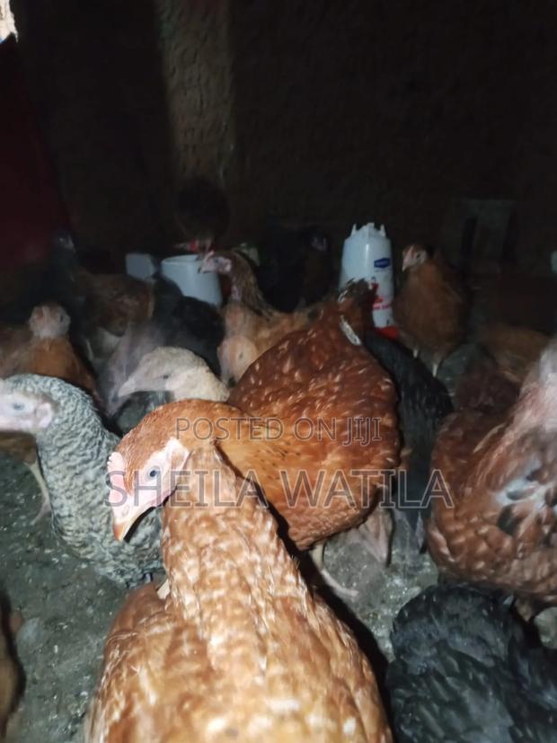 Improved Kienyeji Chicken - thumbnail 4