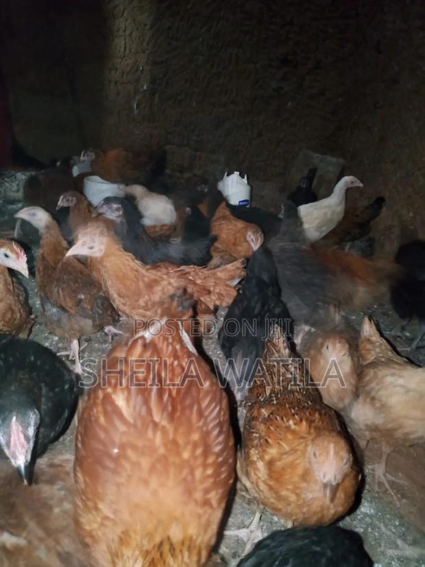 Improved Kienyeji Chicken - thumbnail 5