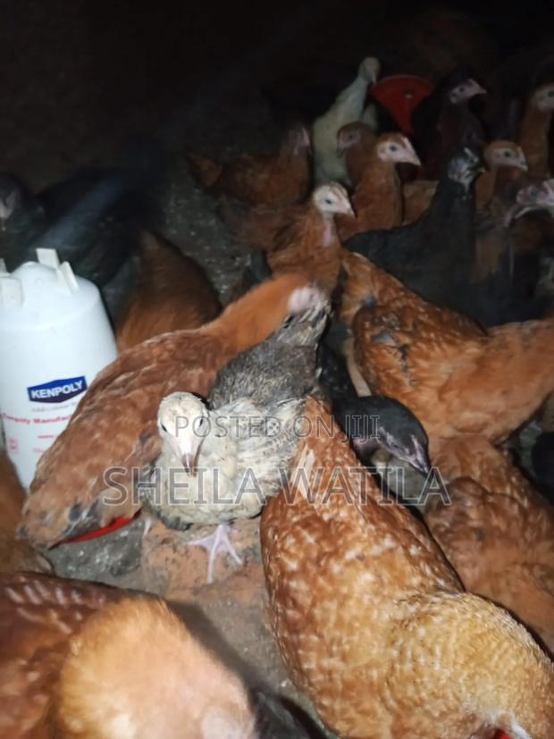 Improved Kienyeji Chicken - thumbnail 6